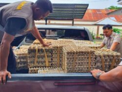 Karantina Pertanian Timika-Papua Mampu Menampung Hingga 250 Kg Telur dari Surabaya
