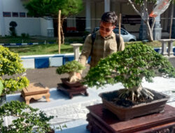 Pameran Bonsai Tingkat Nasional di Jember Dilelang dengan Penawaran Harga Hingga Rp 1,5 Miliar