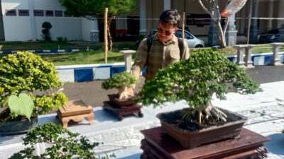 Pameran Bonsai Tingkat Nasional di Jember Dilelang dengan Penawaran Harga Hingga Rp 1,5 Miliar