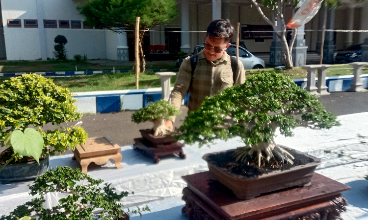 Pameran Bonsai Tingkat Nasional di Jember Dilelang dengan Penawaran Harga Hingga Rp 1,5 Miliar