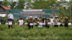 Pemkab Cilacap Optimalkan Produksi Bawang Merah untuk Memenuhi Kebutuhan