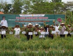 Pemkab Cilacap Optimalkan Produksi Bawang Merah untuk Memenuhi Kebutuhan