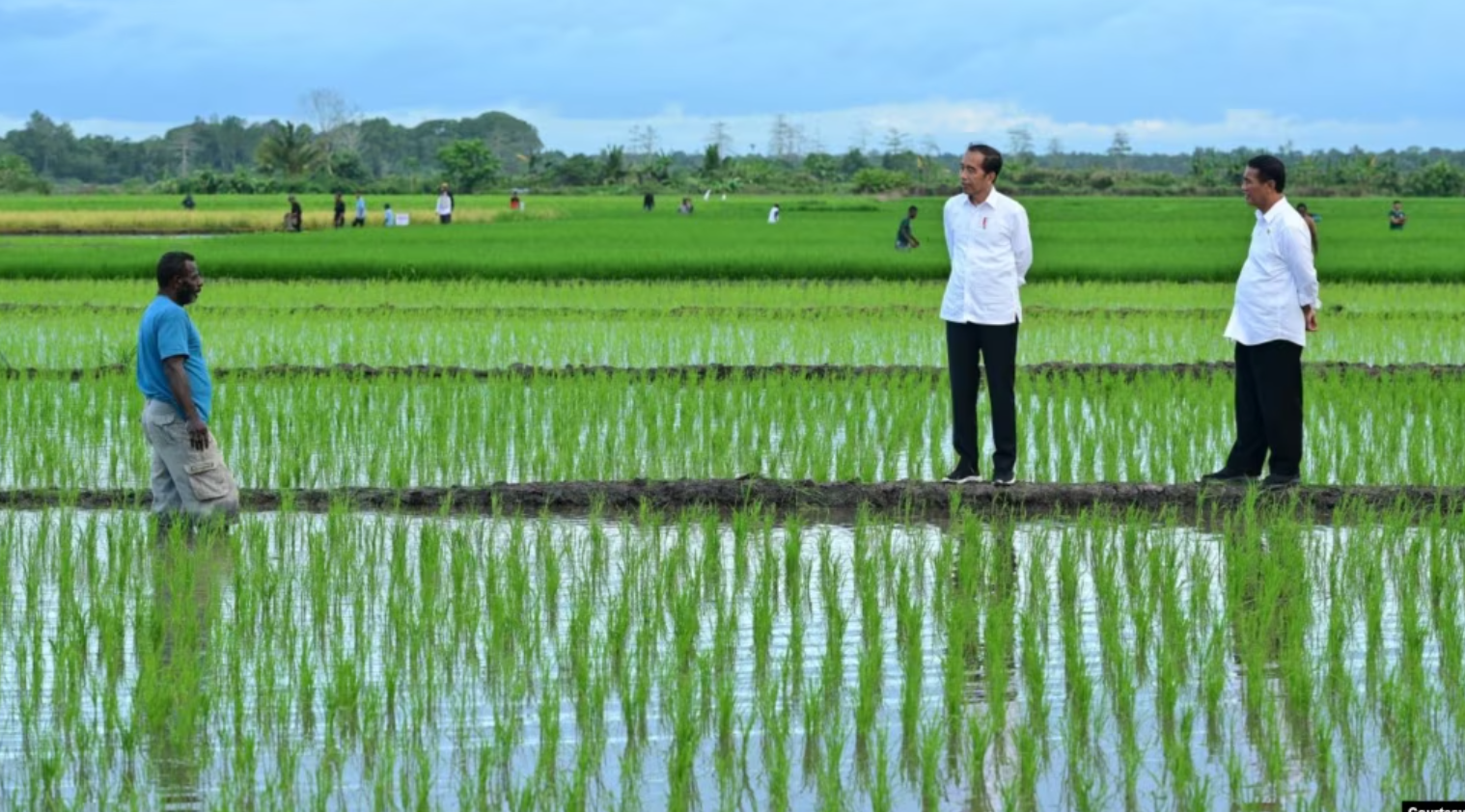 Aktivis Papua Menuntut Dihentikannya Proyek Pertanian Satu Juta Hektar di Merauke