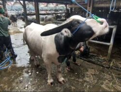 Pasar Hewan Bolu Toraja Utara, Pasar Kerbau Terbesar di Seluruh Dunia