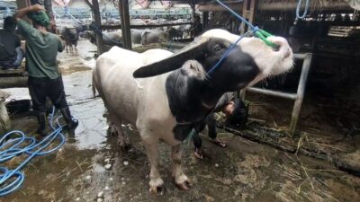 Pasar Hewan Bolu Toraja Utara, Pasar Kerbau Terbesar di Seluruh Dunia