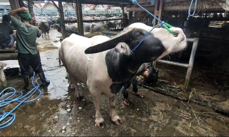 Pasar Hewan Bolu Toraja Utara, Pasar Kerbau Terbesar di Seluruh Dunia