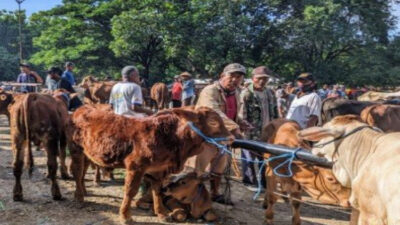 Penemuan Terbaru: 704 Sapi Ngawi Terpapar PMK