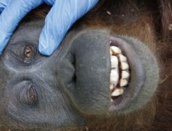 Tragedi Orang Utan di Kabel Listrik Palangka Raya