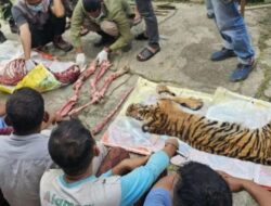Harimau Sumatra Dikuliti: 6 Tersangka Rokan Hulu Riau