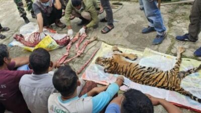 Harimau Sumatra Dikuliti: 6 Tersangka Rokan Hulu Riau