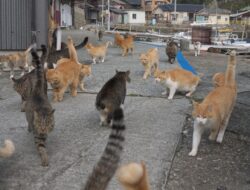 Kesiapan Pulau Tidung Kecil Sebagai Wisata Kucing