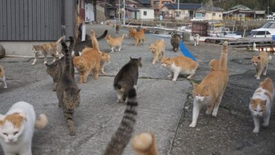 Kesiapan Pulau Tidung Kecil Sebagai Wisata Kucing