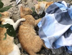 Misteri Kucing Mati di Malang: Penemuan Terbaru