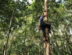 7 Manfaat Kemenyan untuk Kesehatan: Keajaiban Herbal yang Harus Anda Ketahui