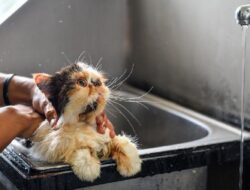 Panduan Mandi Kucing Peliharaan untuk Pemula