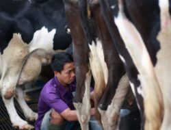 Vaksinasi Ternak: Cara Lindungi dari Penyakit Mulut & Kuku