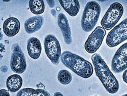 5 Makanan Berpotensi Memicu Infeksi Salmonella pada Anak