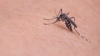Pemberdayaan Masyarakat: Kunci Strategi Nasional Penanggulangan Dengue