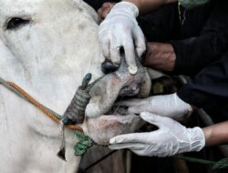 Peternak Ungkap Sapi Kurban Prabowo: Sebelum Mati Sempat Sesak Nafas