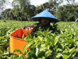 Perbedaan Karyawan vs Buruh: Definisi, Hak, dan Status Pekerjaan