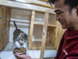 Hal Penting Saat Memberi Makan Kucing: Tips dan Trik yang Perlu Diketahui