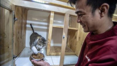 Hal Penting Saat Memberi Makan Kucing: Tips dan Trik yang Perlu Diketahui