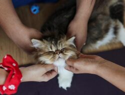 Cara Membedakan Jenis Kelamin Anak Kucing
