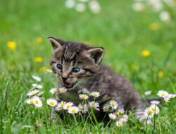 Makanan Berbahaya untuk Kucing Peliharaan: Segera Hindari!