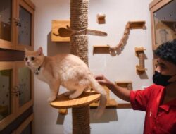 Cara Kucing Dan Anjing Mengenali Emosi Pemilik – Tips Terbaik