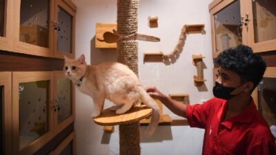 Cara Kucing Dan Anjing Mengenali Emosi Pemilik – Tips Terbaik