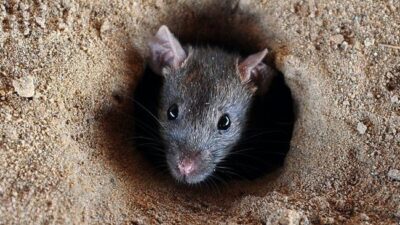 Virus Hanta: Penyakit Zoonosis dari Tikus