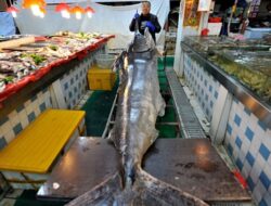 Kadar Merkuri dalam Ikan dan Makanan Laut: Fakta Penting
