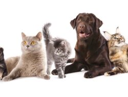 7 Tips Melerai Kucing yang Sedang Bertarung