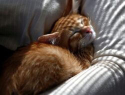 Mengapa Kucing Tidur Dekat Pemilik: Penjelasan dari Ahli Kucing