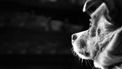 Viral Video Anjing Dikuliti: Tindakan Polisi?