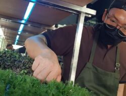 Mengenal Microgreen: Tumbuhan Mungil Penuh Nutrisi