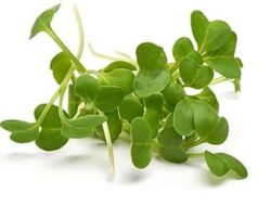 Manfaat Makan Microgreen: Kekayaan Nutrisi dalam Ukuran Kecil