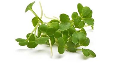 Manfaat Makan Microgreen: Kekayaan Nutrisi dalam Ukuran Kecil