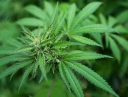7 Bahaya Konsumsi Ganja: Gangguan Otak, Kanker Paru, Kesehatan Mental