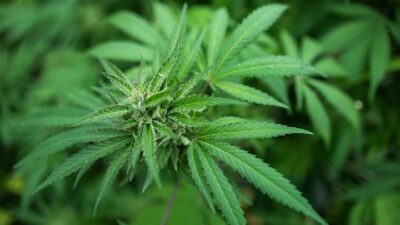 7 Bahaya Konsumsi Ganja: Gangguan Otak, Kanker Paru, Kesehatan Mental