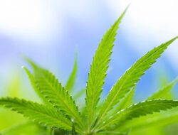 BNNP Ungkap 80 Ribu Warga Aceh Terpapar Ganja: Bahaya Marijuana