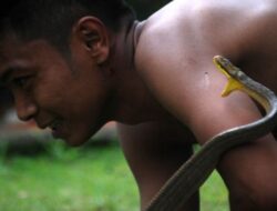 Langkah Pencegahan dan Pertolongan Pertama Gigitan Ular