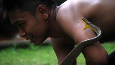 Langkah Pencegahan dan Pertolongan Pertama Gigitan Ular