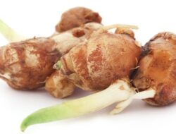 6 Manfaat Kencur untuk Kesehatan: Solusi Asam Urat yang Ampuh