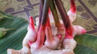Manfaat Mengagumkan Lengkuas sebagai Rempah Ajaib