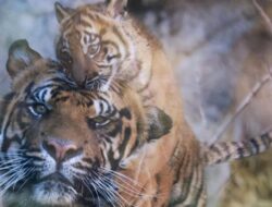 Tragis: Bayi Harimau Sumatra Baru Lahir di Bukittinggi Mati