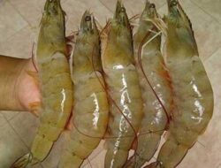 Manfaat dan Risiko Mengkonsumsi Udang Mentah | tempo.co