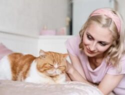 8 Tips Mencegah Obesitas Kucing Peliharaan