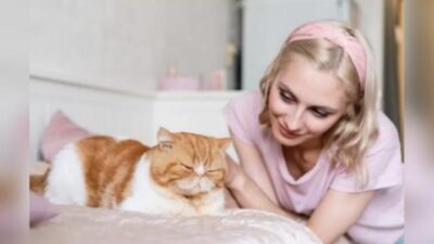 8 Tips Mencegah Obesitas Kucing Peliharaan