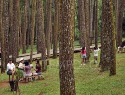 Manfaat Terapi Forest Bathing untuk Kesehatan
